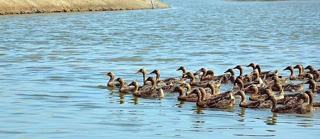 陶粒濾料生產廠家—田園式污水廠