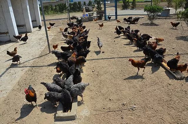 陶粒濾料生產廠家—田園式污水廠