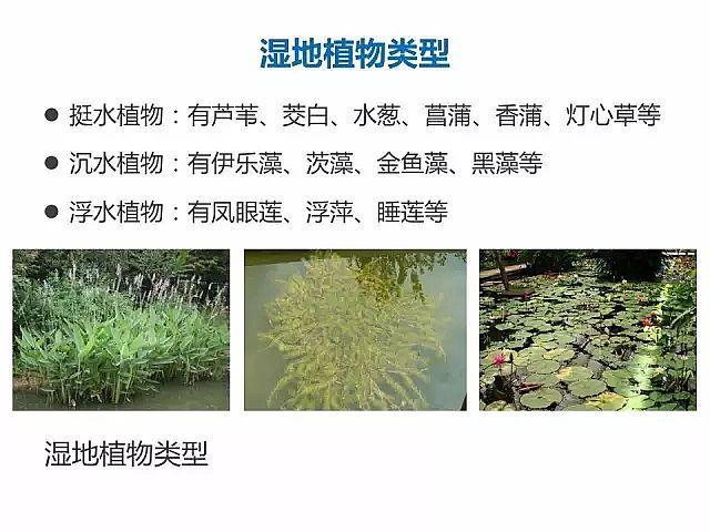 海綿鐵濾料廠家設計人工濕地全圖案例