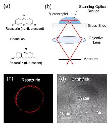 2019年硫酸亞鐵廠家玄學(xué)還是科學(xué)?微米級水滴竟是高效還原劑