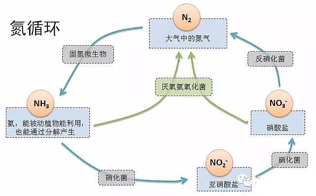 2020年陰離子聚丙烯酰胺廠家厭氧氨氧化菌在于污水的處理實(shí)際應(yīng)用