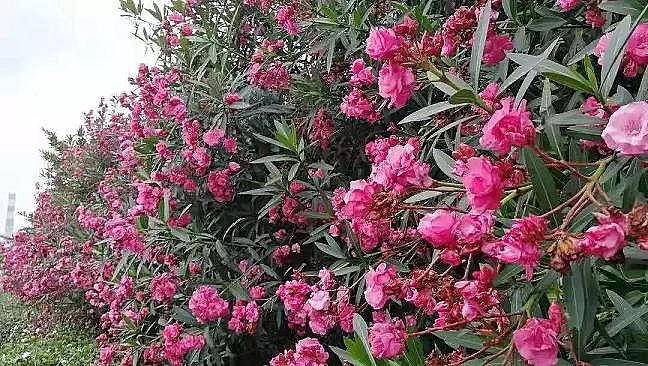 2020年聚合氯化鐵PAFC廠家開創(chuàng)BOO冶金行業(yè)環(huán)境治理新模式