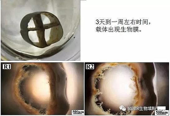 仁源水處理填料生產廠家生物流化床填料MBBR工藝初期如何快速有效掛膜