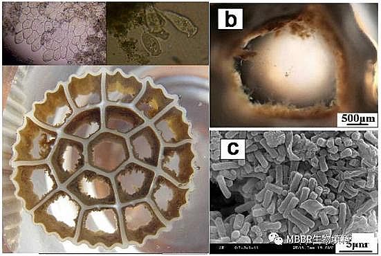 仁源水處理填料生產廠家生物流化床填料MBBR工藝初期如何快速有效掛膜