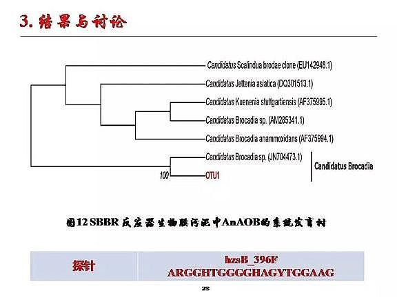 優(yōu)質(zhì)纖維束填料生產(chǎn)廠家城市污水厭氧氨氧化脫氮研究