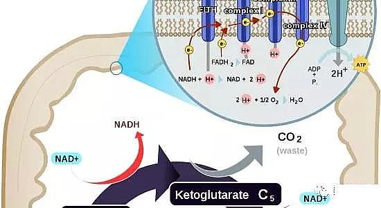 仁源水理材料氨氮去除劑廠家技術(shù)路線深入淺出談氨氮