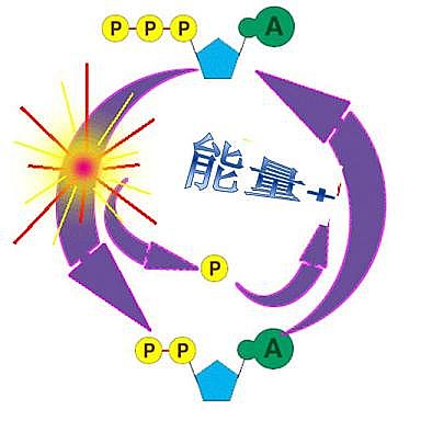 高效固體除磷劑生產廠家污水里的小時代——磷