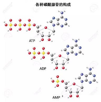 高效固體除磷劑生產廠家污水里的小時代——磷
