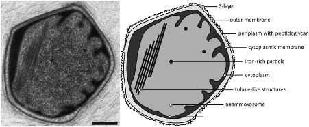 高規格鐵碳微電解填料生產廠家厭氧氨氧化一個關于時間和耐心的故事- 從43年前談起