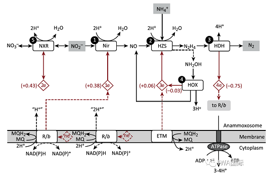 高規格鐵碳微電解填料生產廠家厭氧氨氧化一個關于時間和耐心的故事- 從43年前談起