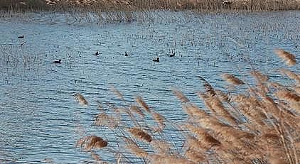 高品質(zhì)殺菌劑次氯酸鈉生產(chǎn)廠家中央重磅會議召開,全力推進黃河大保護大治理