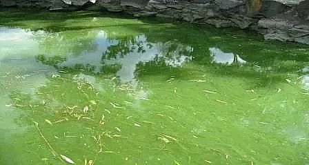 精制水處理藥劑復合碳源生產(chǎn)廠家什么是水體富營養(yǎng)化?危害有哪些?如何防治?