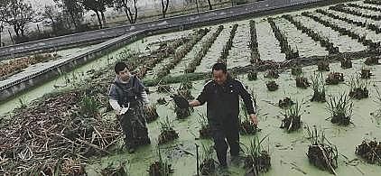 新式立體彈性填料廠家生態套養,尾水治理,預警防病…余姚探索水產養殖綠色健康之路