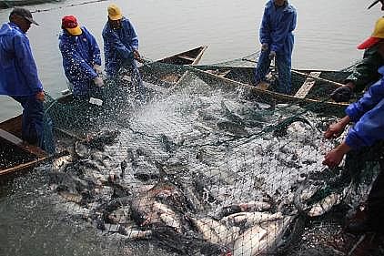 新式立體彈性填料廠家生態套養,尾水治理,預警防病…余姚探索水產養殖綠色健康之路