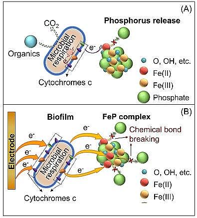 新式水處理藥劑復合碳源生產廠家電促進生物還原技術釋放并回收鐵鹽絮凝沉淀中磷的最新研究進展