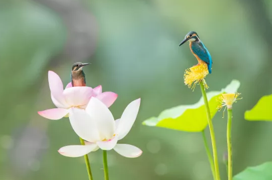 新式生物陶粒濾料生產(chǎn)廠家燕山石化污水回用裝置讓“能喝的污水”從傳說(shuō)變成現(xiàn)實(shí)