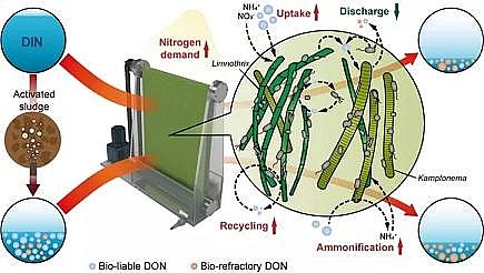 高品質生物流化床填料MBBR廠家藻生物膜減少微生物源溶解性有機氮的排放
