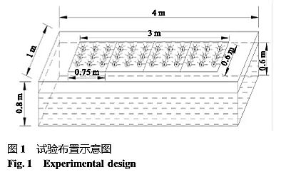 高效鵝卵石濾料生產廠家四種冬季水生植物組合對富營養化水體的凈化效果