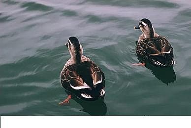 上等3A分子篩生產(chǎn)廠家資源回收:實(shí)現(xiàn)可持續(xù)水與污水處理的有效途徑