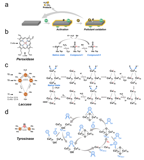 上好結晶氯化鋁生產廠家探討選擇性氧化水處理技術的原理、策略及挑戰
