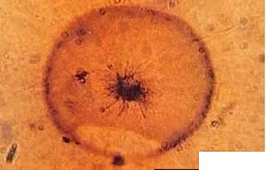 高等錳砂濾料廠家反滲透系統錳污染的生成原因及處置方法
