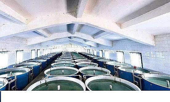 精美麥飯石濾料廠家工廠化循環(huán)水養(yǎng)殖技術(shù)介紹