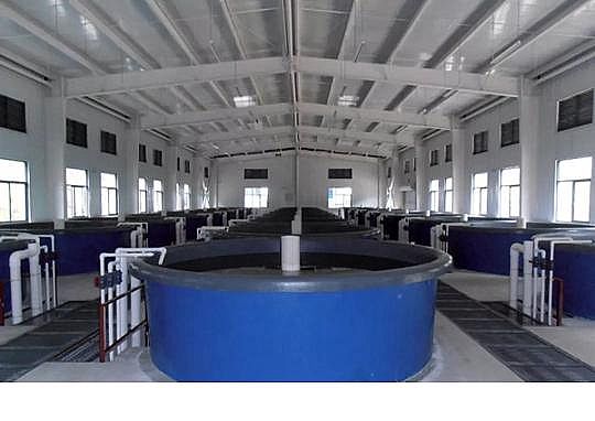 精美麥飯石濾料廠家工廠化循環(huán)水養(yǎng)殖技術(shù)介紹