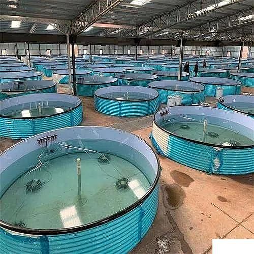 精美麥飯石濾料廠家工廠化循環(huán)水養(yǎng)殖技術(shù)介紹