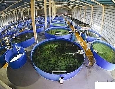 精美麥飯石濾料廠家工廠化循環(huán)水養(yǎng)殖技術(shù)介紹