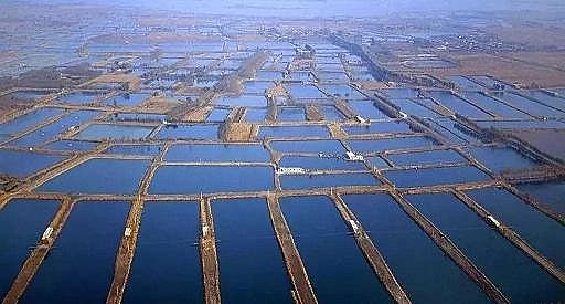 全新鵝卵石濾料廠家養殖尾水治理將有大動作!各地排放標準實行“地域定制”