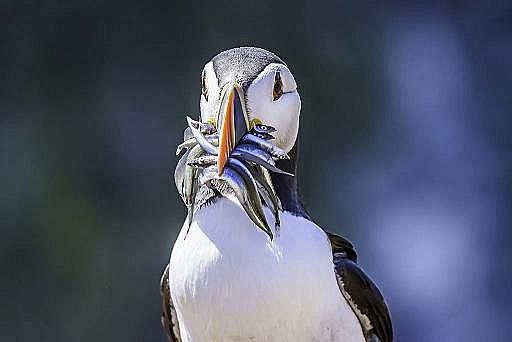 2022年液面覆蓋球廠家這個“垃圾大國”,真是讓我開眼了!